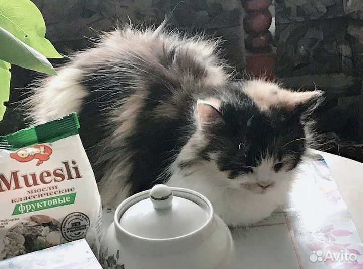 Передержка кошек и собак в квартире, догситтер