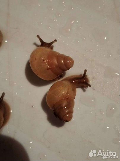 Улитки разных видов