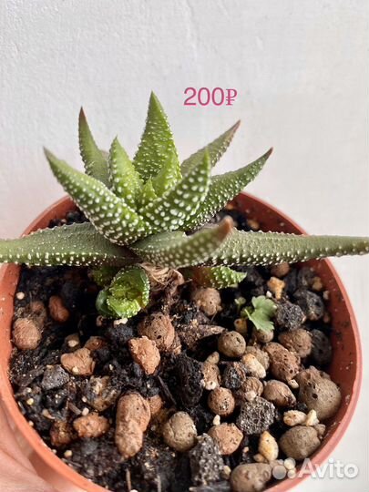 Суккуленты