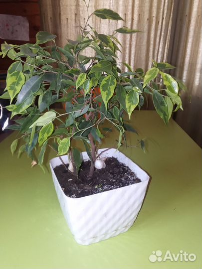 Каланхоэ алоэ, гиппеаструм