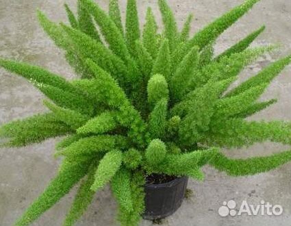 Обменяю церковные платки на цветы