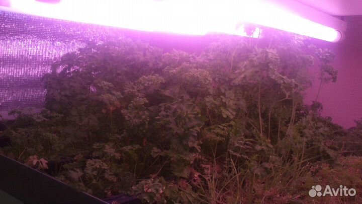 Гидропонная установка