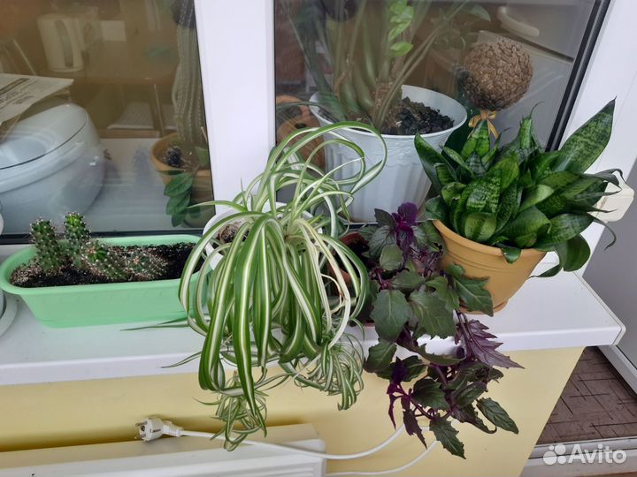 Комнатные растения