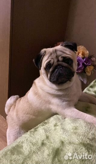 Мопс вязка мальчик
