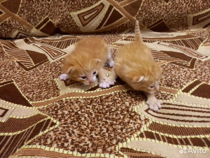 Кошка в дар бесплатно