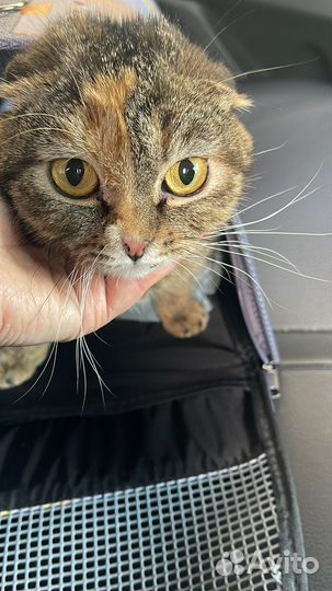 Кошка вислоухая