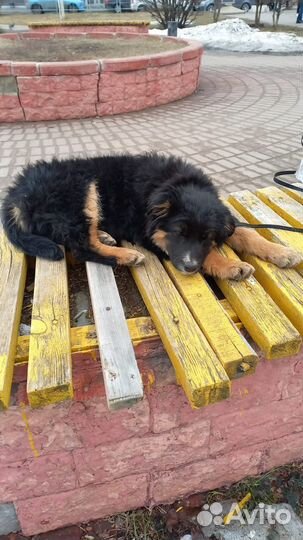 Щенок в добрые руки