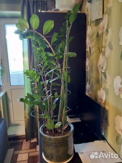 Долоровое дерево