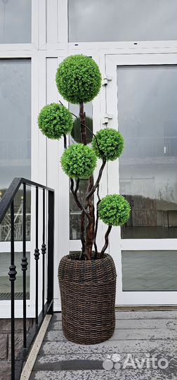 Искусственный самшит