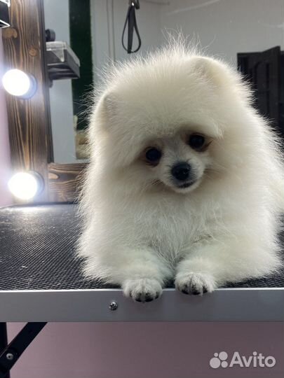 Беспалатная стрижка для вашего питомца