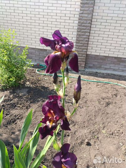 Ирисы бородатые, бордюрные