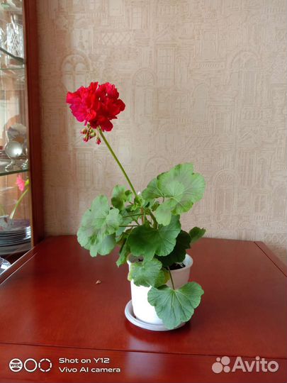 Пеларгония герань