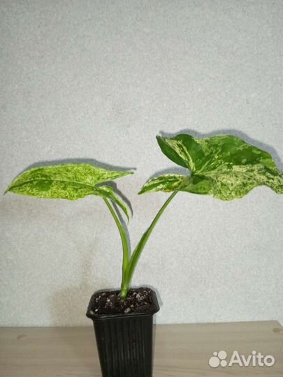 Сингониум моттлед