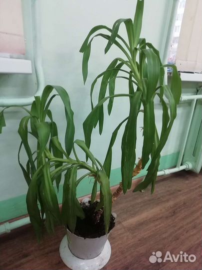 Комнатные цветы