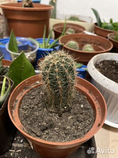 Цветы домашние в горшках