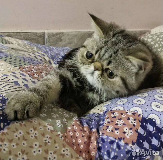 Экзотическая короткошерстная