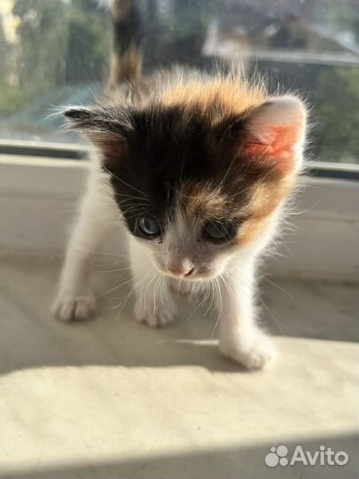 Трехцветный котенок девочка в добрые руки