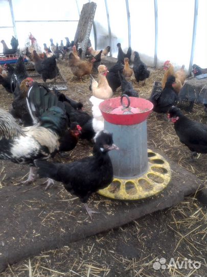 Голландские белохохлые