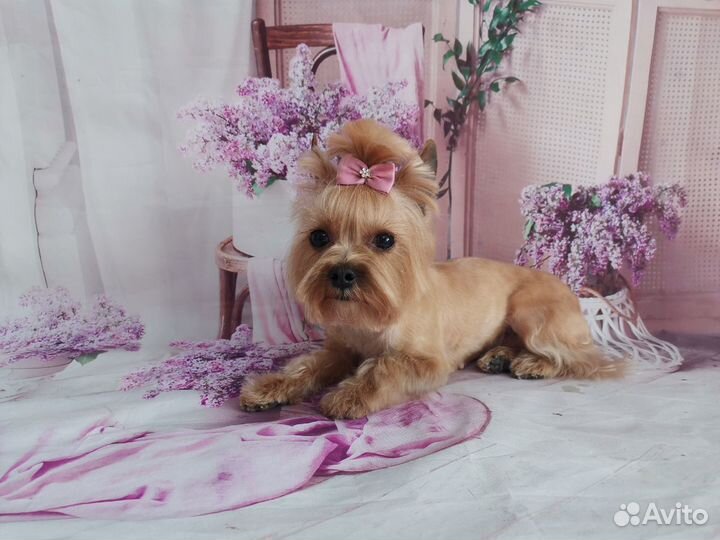 Стрижка собак и кошек. М Гражданский протест