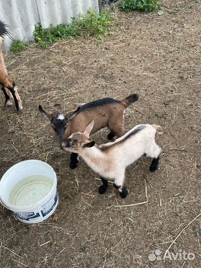 Продается коза и козлята