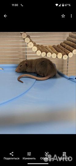 iMac Клетка д/грызунов RAT 80 MID