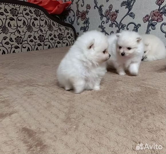 Щенки шпица