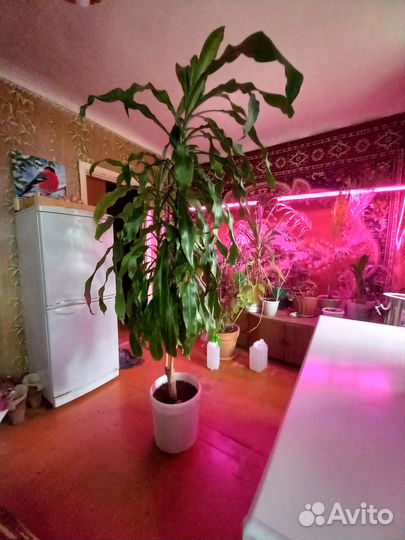 Пальма драцена