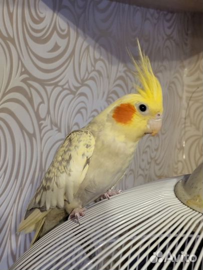 Попугай корелла самка Несётся