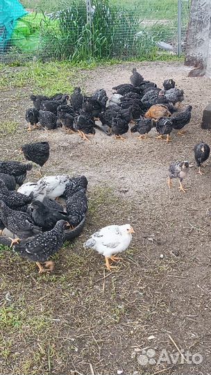 Куры молодки несушки доминант