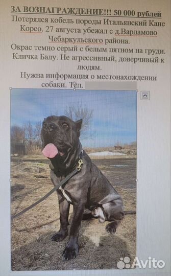 Кане Корсо