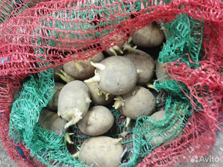 Картошка семенная