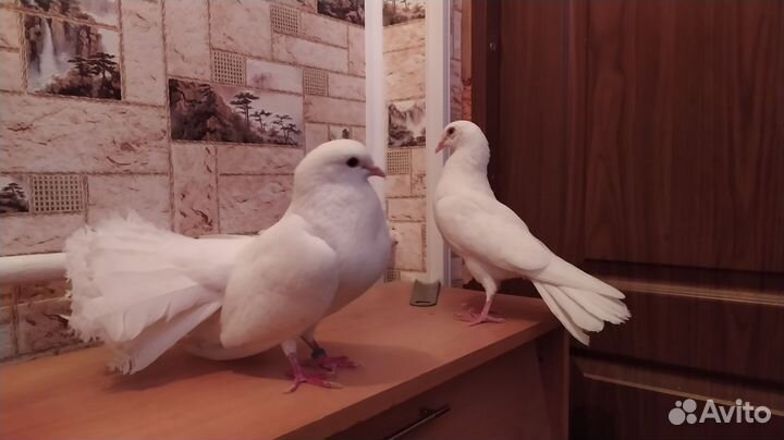 Продажа голубей