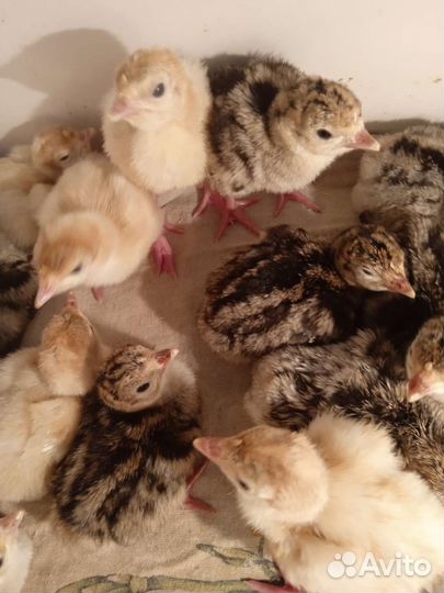 Индюшата подрощенные