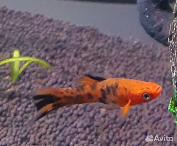 Аквариумные рыбки Меченосец