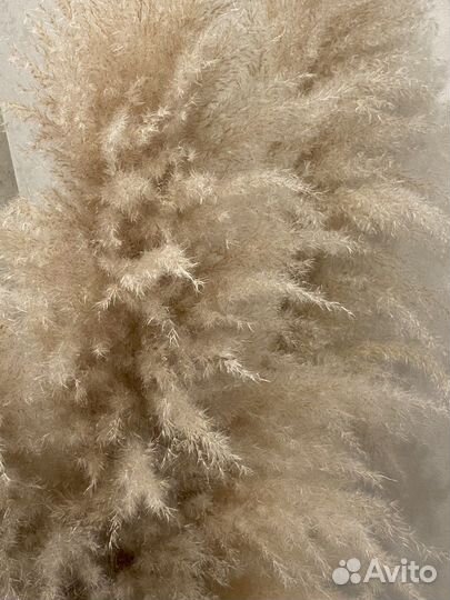 Пампасная трава