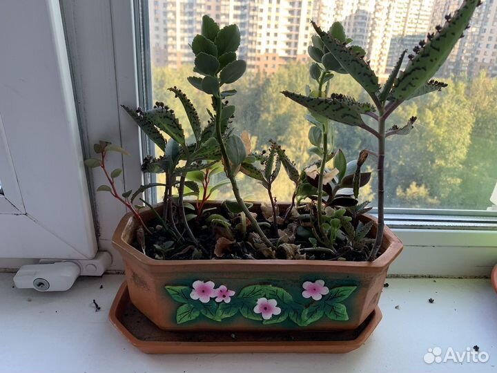 Комнатные растения