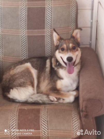 Собака в дар в добрые руки