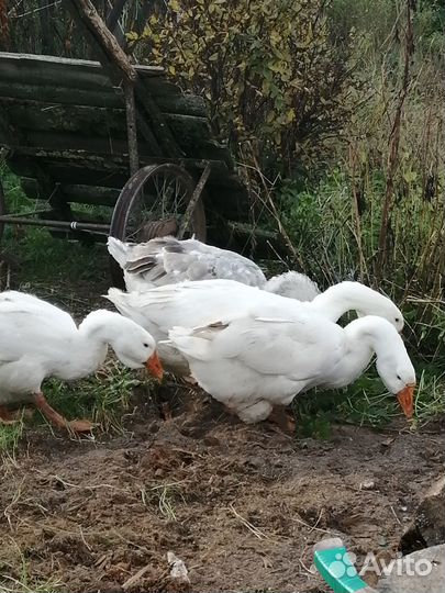 Гуси холмогоры