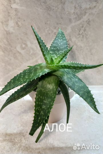 Алое