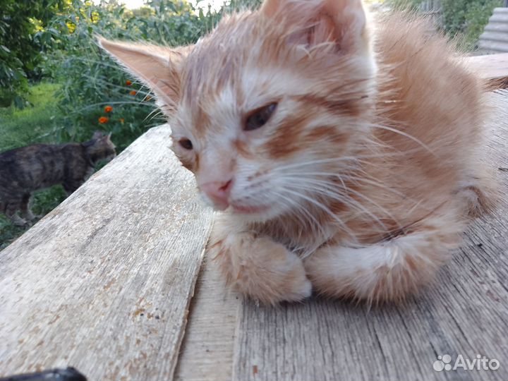 Котята в добрые руки бесплатно мальчик