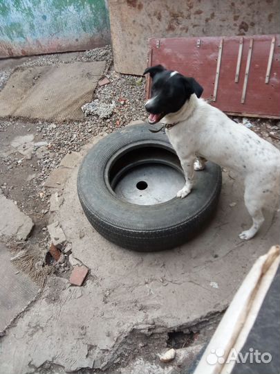 Домашние животные собаки