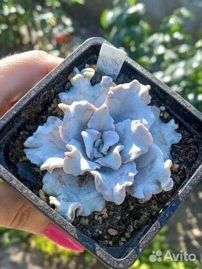 Echeveria Crispate Beauty