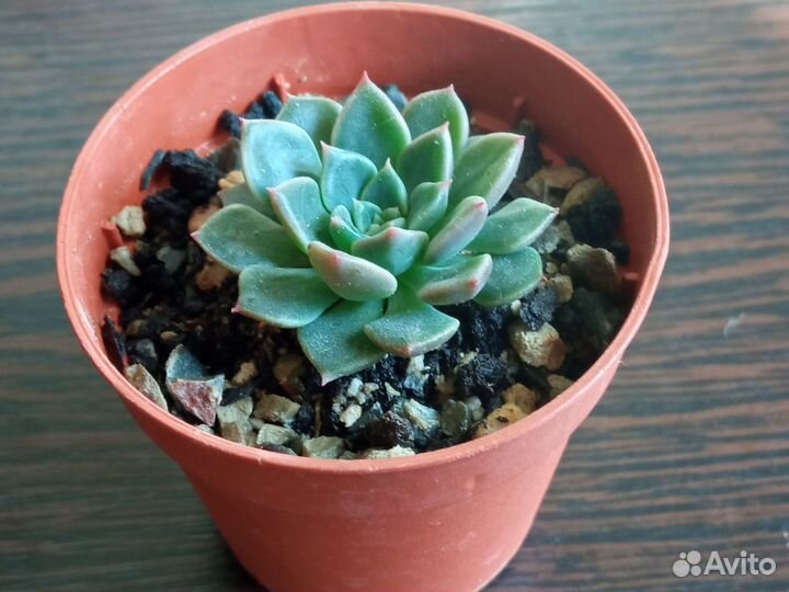 Суккуленты