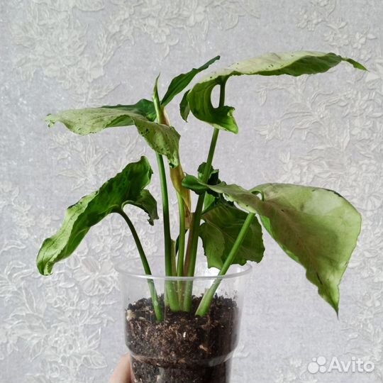 Сингониум Серый Призрак