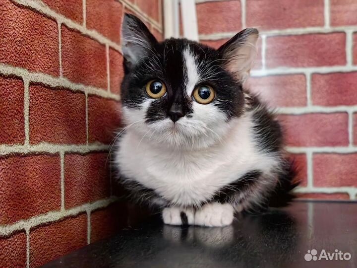 Котёнок девочка 2.5 месяца