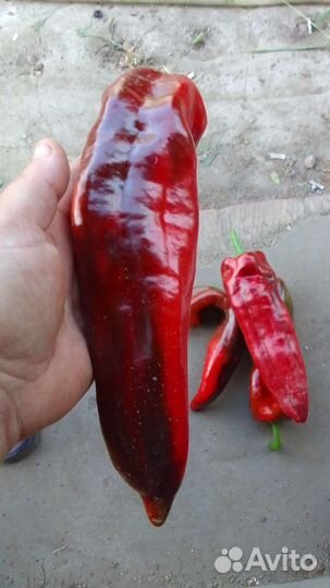 Семена сладкого перца