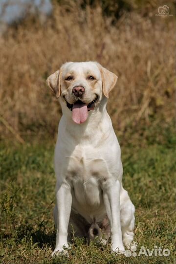 Лабрадор для вязки