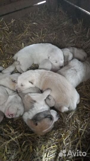 Щенки алабая