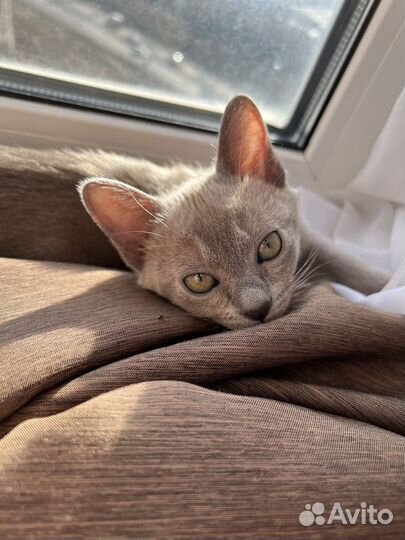 Бурманские котята