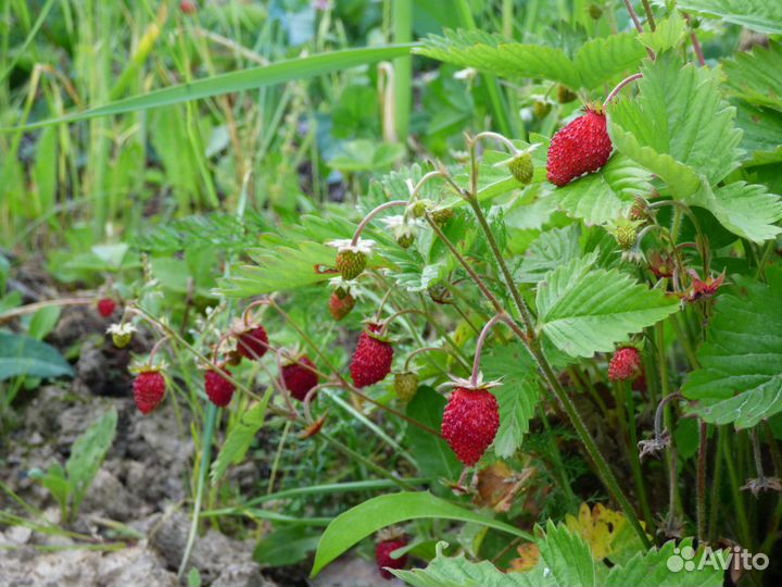 Ремонтантная земляника, клубника